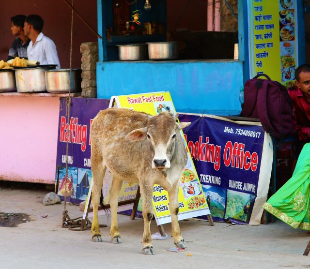 O que a Índia ensina #2: veganismo.